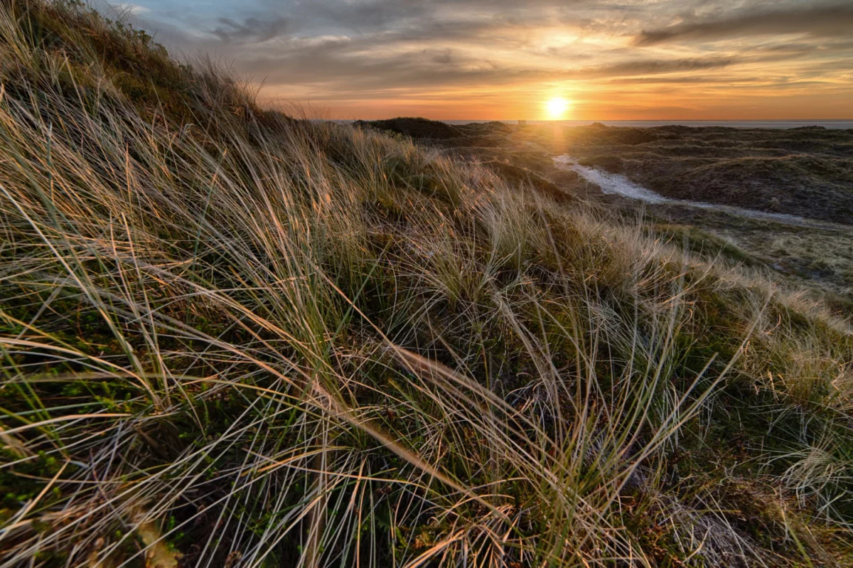 Sauna lub jacuzzi w ogrodzie